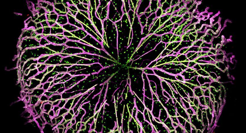 Microscopy image of blood vessels in the eye