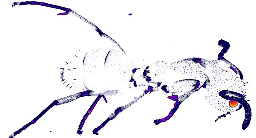Lightsheet image of an ant