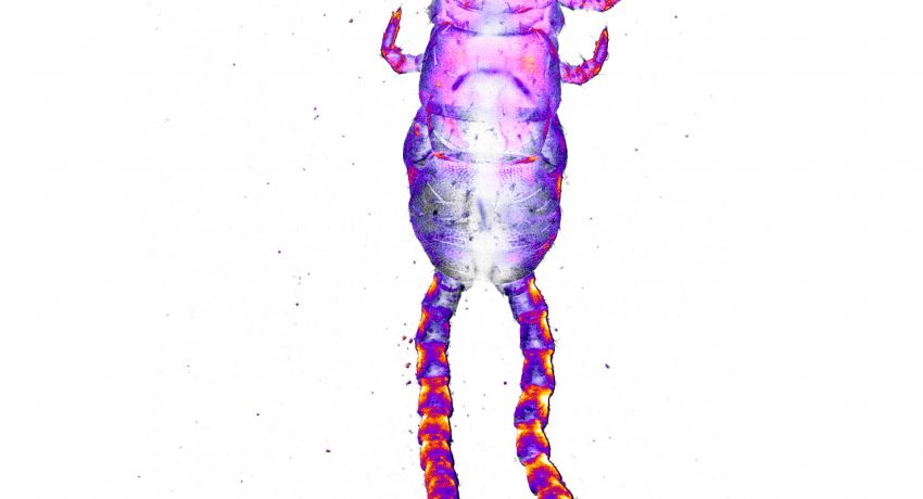 Lightsheet image of a worm