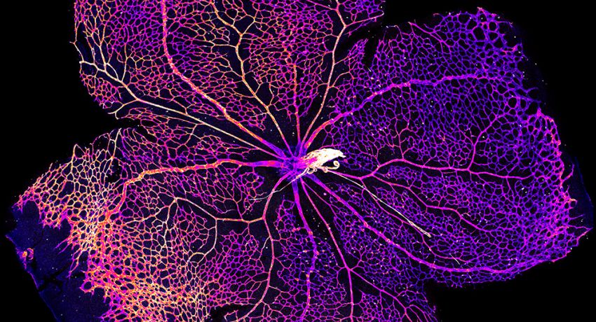 Blood vessels at the centre of the retina